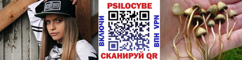 Псилоцибиновые грибы Psilocybine cubensis  Купить закладки  Малоярославец 